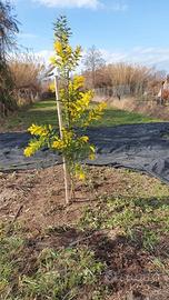 Terreno e roulotte a Massarosa