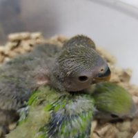 Inseparabili allevati a mano