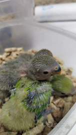 Inseparabili allevati a mano