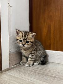 Gatti british shorthair