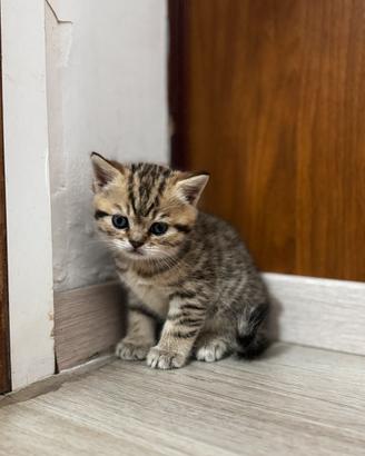 Gatti british shorthair