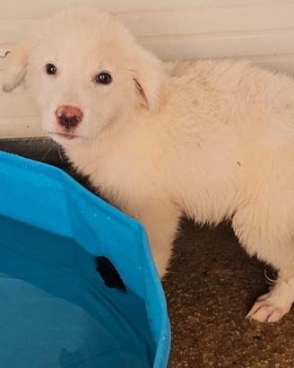 Lella: 3 mesi taglia media