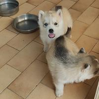 Cucciole cucciole cucciole