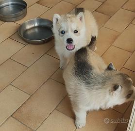 Cucciole cucciole cucciole