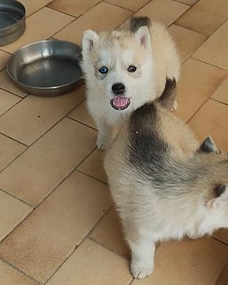 Cucciole cucciole cucciole