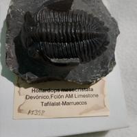 Trilobite Hollardos mesocristata