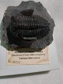 Trilobite Hollardos mesocristata