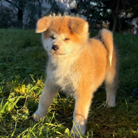 Akita inu Pedigree cuccioli