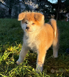 Akita inu Pedigree cuccioli