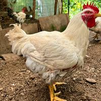 Polli Ruspanti "Bio"