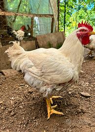 Polli Ruspanti "Bio"