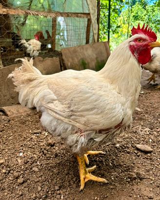 Polli Ruspanti "Bio"