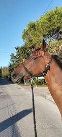 Cavallo castronde psi 6 anni