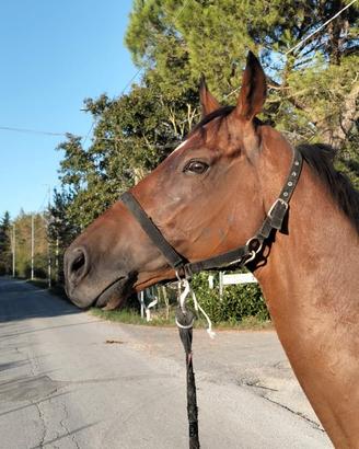 Cavallo castronde psi 6 anni