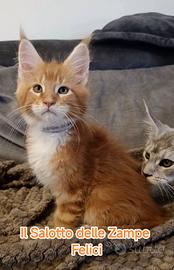 Maine coon red tabby 
