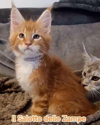 Maine coon red tabby 