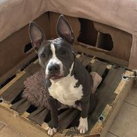 Amstaff femmina