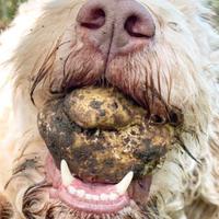 Cane da tartufo