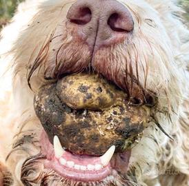 Cane da tartufo