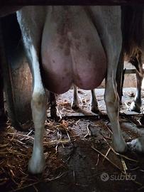 Gregge n 170 pecore di razza "sarda"