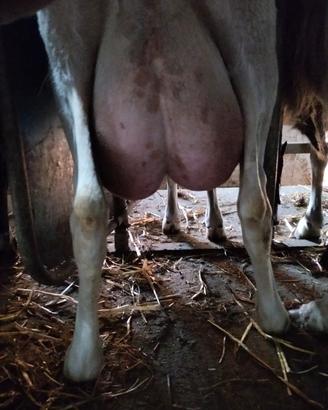 Gregge n 170 pecore di razza "sarda"