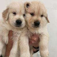 Ciccioli di Golden linea americana