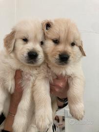 Ciccioli di Golden linea americana