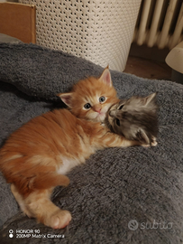 Maine coon con pedigree