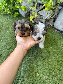 Cuccioli di Yorkshire