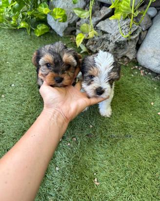 Cuccioli di Yorkshire