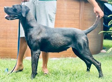 Femmina cane corso giovane