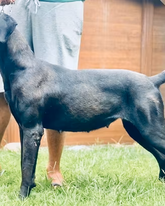 Femmina cane corso giovane