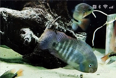 Coppia Cryptoheros sajica