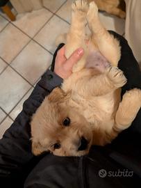 Cucciolo di Golden Retriever