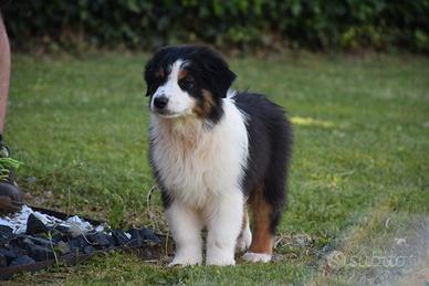 Cucciolo Australian sheperd - Pastore Australiano