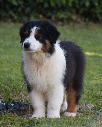 Cucciolo Australian sheperd - Pastore Australiano