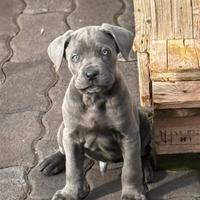 Cuccioli di cane corso