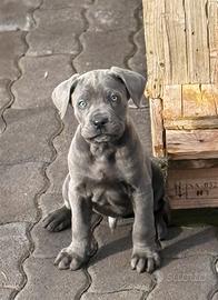 Cuccioli di cane corso