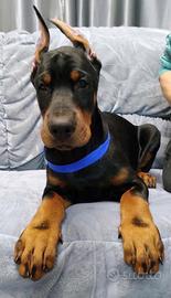 Dobermann