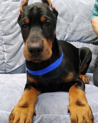 Dobermann