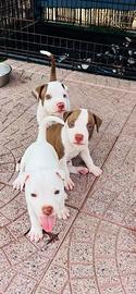 Pitbull red nose