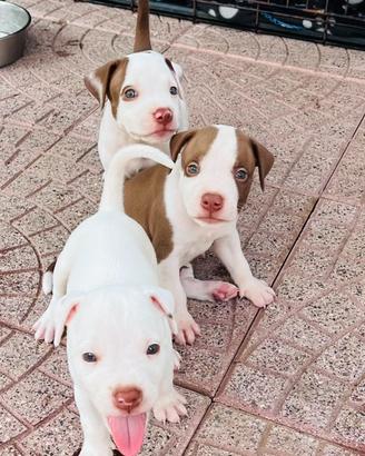 Pitbull red nose