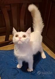 gattino Siberiano bianco bravissimo sano