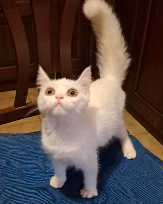 gattino Siberiano bianco bravissimo sano