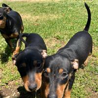 Pinscher
