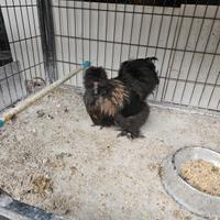 Gallo moroseta e gallo ancona