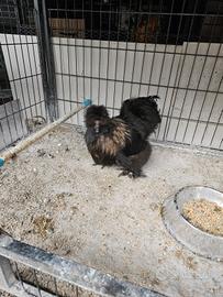 Gallo moroseta e gallo ancona