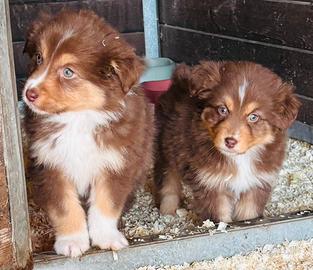 Cuccioli di pastore australiano