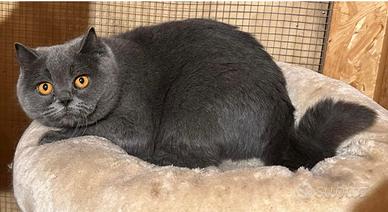 Gatto British Shorthair Blu ADULTA