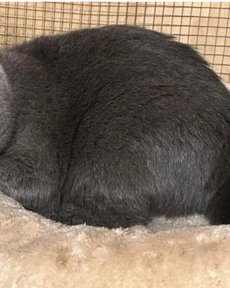 Gatto British Shorthair Blu ADULTA